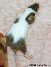 BrokenMarked.jpg (11408 bytes)