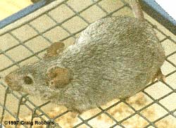 Chinchilla.jpg (20315 bytes)