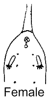 Female.gif (2363 bytes)