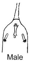Male.gif (2370 bytes)