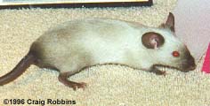 SealSiam.jpg (10847 bytes)