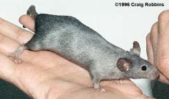 SilverGrey.jpg (10558 bytes)