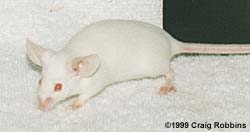 WhiteSelf.jpg (7505 bytes)