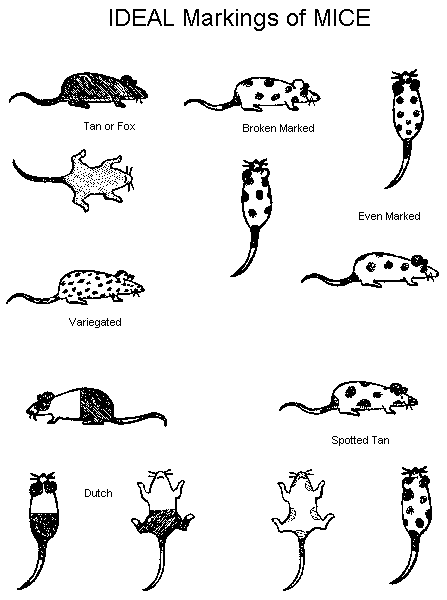 idlmice.gif (7399 bytes)