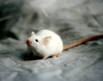 mouse1.jpg (85933 bytes)