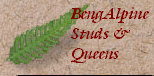 bengalpine4006.jpg