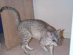 bengalpine4048.jpg