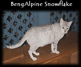 bengalpine4068.jpg