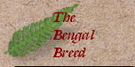 bengalpine4079.jpg