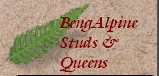 bengalpine4082.jpg