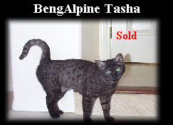 bengalpine4097.jpg