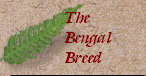 bengalpine4101.jpg