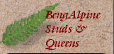 bengalpine4104.jpg