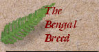 bengalpine4116.jpg