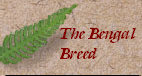 bengalpine4124.jpg