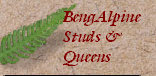 bengalpine4134.jpg