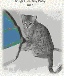 bengalpine4138.jpg