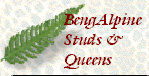 bengalpine4169.jpg