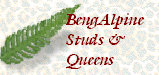 bengalpine4185.jpg