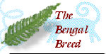 bengalpine4199.jpg