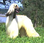 Afghan Hound