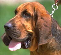 Bloodhound