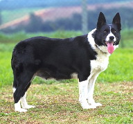 Border Collie