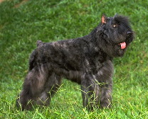 Bouvier de Flandres