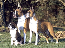 Boxer