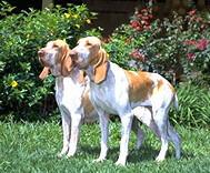 Braco Italiano