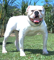 Buldogue Americano