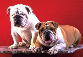 Buldogue Ingl�s
