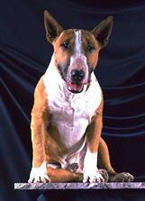 Bull Terrier