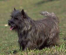 Cairn Terrier