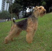Airedale Terrier