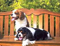 Cavalier King Charles