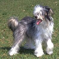 Chinese Crested