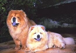 Chow Chow
