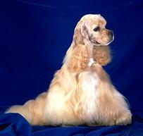 Cocker Spaniel Americano