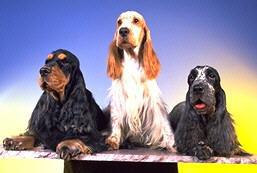 Cocker Spaniel Ingl�s