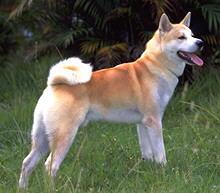 Akita