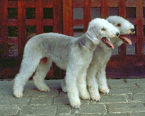 Bedlington Terrier