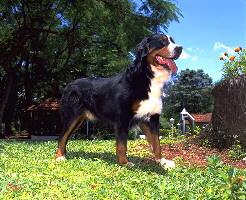 Bernese