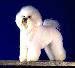 Bichon Fris�