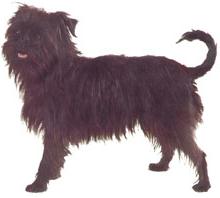 Affenpinscher