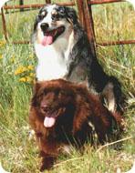 Australian Shepherd