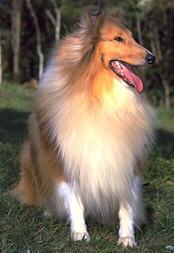 Collie