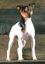 Terrier Brasileiro