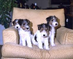 Fox Terrier P�lo Duro