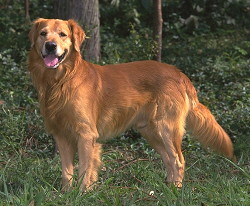 Golden Retriever